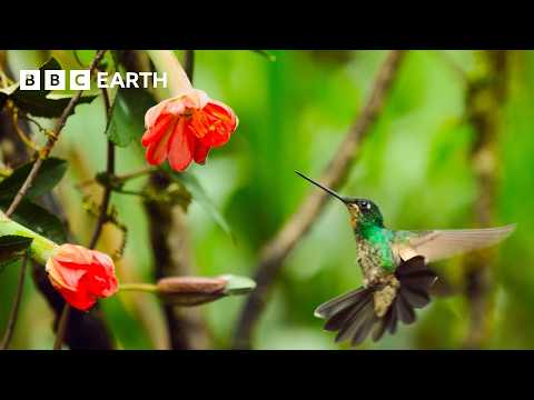 A Journey Across Our Planet | 4K UHD | Planet Earth II | BBC Earth