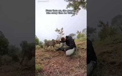 Cheetah gets too close to the man for…  #shorts