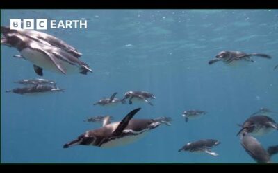 Galapagos Penguins Go Swimming | South Pacific | BBC Earth