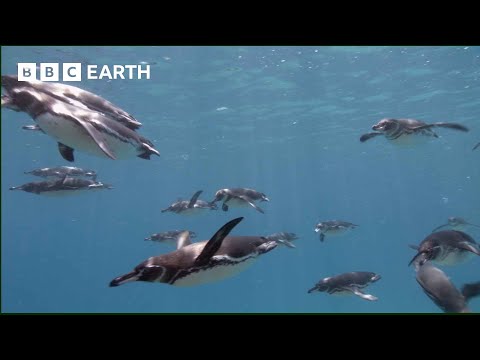 Galapagos Penguins Go Swimming | South Pacific | BBC Earth