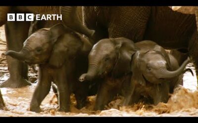 Inexperienced Elephant Babies Attempt Dangerous River Crossing | Animal Babies | BBC Earth