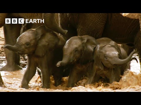 Inexperienced Elephant Babies Attempt Dangerous River Crossing | Animal Babies | BBC Earth