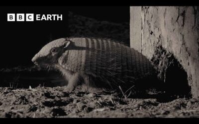 Amazing Armadillo Looks for Love | 4K UHD | Mammals | BBC Earth