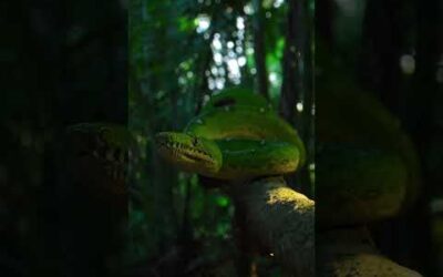 Face to face with an emerald green boa 💚 #Snake #Shorts #Photography