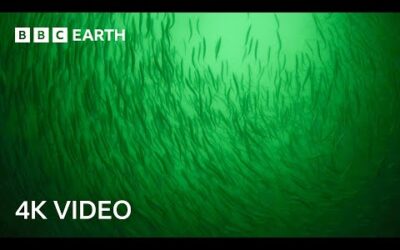 In Search of Herring Shoals | North Atlantic: The Dark Ocean | 4K UHD | BBC Earth