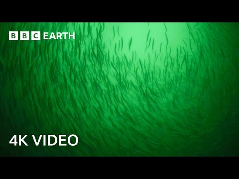 In Search of Herring Shoals | North Atlantic: The Dark Ocean | 4K UHD | BBC Earth