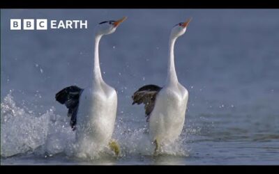 These Birds Can Walk On Water | Earth’s Greatest Seasons | BBC Earth