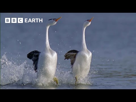 These Birds Can Walk On Water | Earth’s Greatest Seasons | BBC Earth