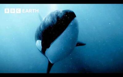 Amazing Orca Moments | BBC Earth