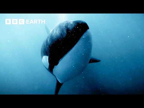 Amazing Orca Moments | BBC Earth