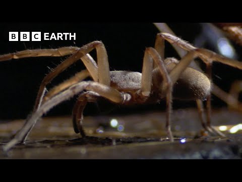 Subterranean Spiders Survive in Total Darkness | South Pacific | BBC Earth