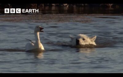 Cheeky Ducks Trick Wolves | Animal Babies | BBC Earth