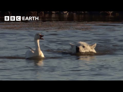 Cheeky Ducks Trick Wolves | Animal Babies | BBC Earth