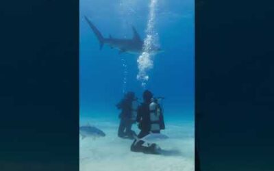 Swimming with hammerheads | Ocean Xplorers