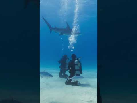 Swimming with hammerheads | Ocean Xplorers