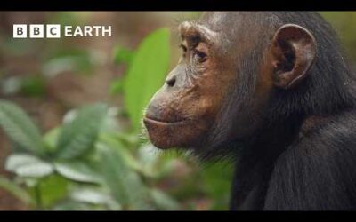 Chimpanzees Dig for Their Dinner | 4K UHD | Mammals | BBC Earth