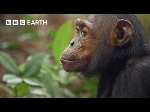 Chimpanzees Dig for Their Dinner | 4K UHD | Mammals | BBC Earth