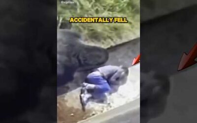 Gorilla saves boy falling in zoo enclosure! #shorts