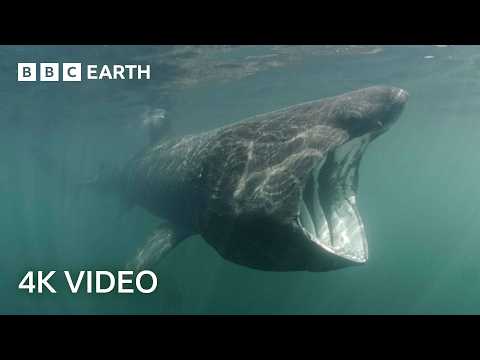 Where Do These Ocean Giants Disappear To? | North Atlantic: The Dark Ocean | 4K UHD | BBC Earth