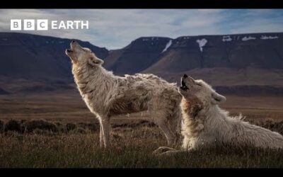 Top 10 Wolf Moments | BBC Earth