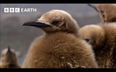 Baby Penguins Take a Mud Bath | Narrated by Andrew Scott | BBC Earth