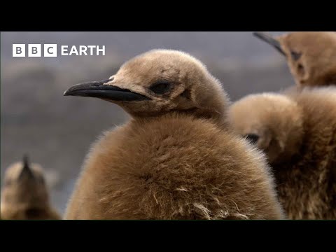 Baby Penguins Take a Mud Bath | Narrated by Andrew Scott | BBC Earth