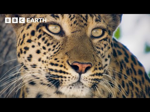 Famished Leopard Traps Impala | Big Cats 24/7 | BBC Earth