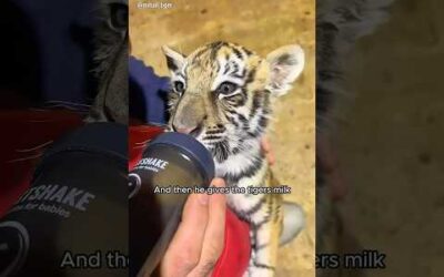 This man rescued a tiger cub and adopted it #shorts