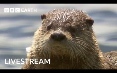 🔴 LIVE: Amazing Otter Moments | BBC Earth