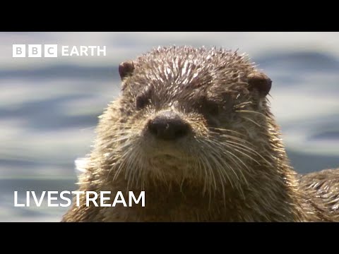 🔴 LIVE: Amazing Otter Moments | BBC Earth