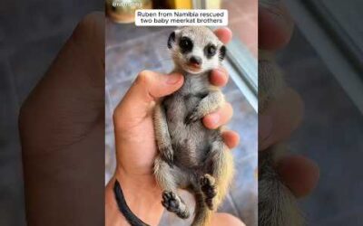 Rescued meerkats find a new home with a caring man #shorts