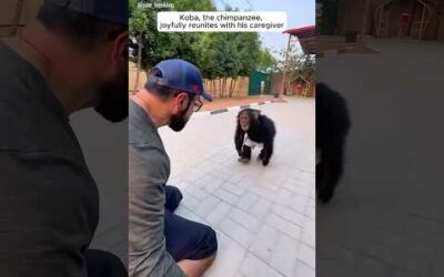 The joyful reunion of a man and his chimpanzee #shorts