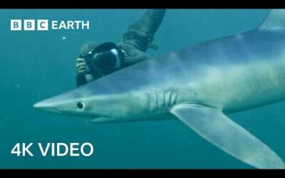 Searching for Open Ocean Sharks | North Atlantic: The Dark Ocean | 4K UHD | BBC Earth