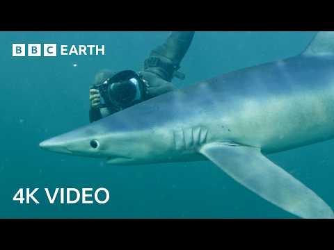 Searching for Open Ocean Sharks | North Atlantic: The Dark Ocean | 4K UHD | BBC Earth