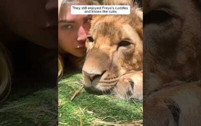 A kind-hearted girl’s raised twin lion cubs #shorts