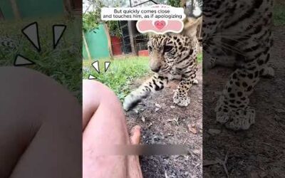 This man raised a baby jaguar with love #shorts