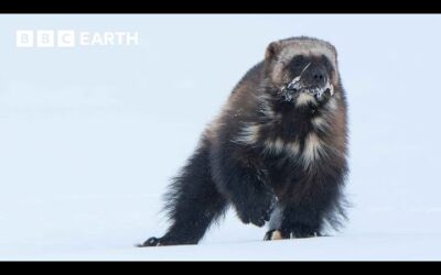 Baby Wolverine Takes Its First Steps Above Ground | 4K UHD | Mammals | BBC Earth