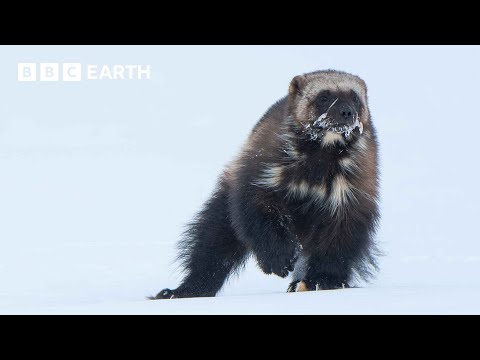 Baby Wolverine Takes Its First Steps Above Ground | 4K UHD | Mammals | BBC Earth