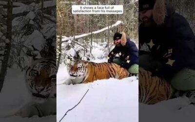 The joyful life of a man and his tiger #shorts