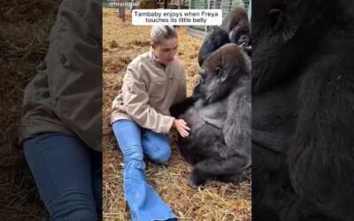 The girl shares life with gentle gorillas #shorts