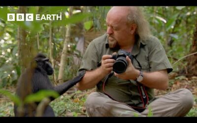 Getting Close to Macaques | Bill Bailey’s Jungle Hero | BBC Earth