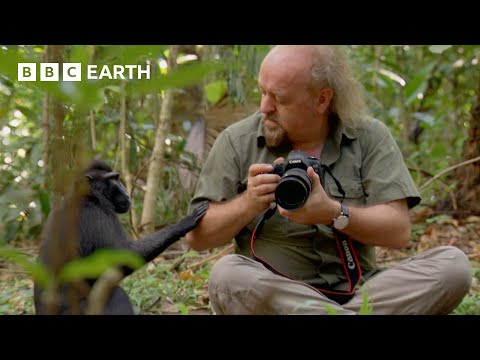 Getting Close to Macaques | Bill Bailey’s Jungle Hero | BBC Earth