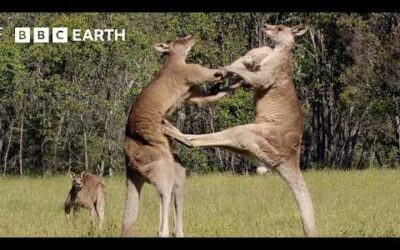 3 Hours of the Greatest Fights in the Animal Kingdom | BBC Earth