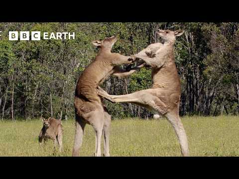 3 Hours of the Greatest Fights in the Animal Kingdom | BBC Earth