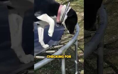 Smart dog predicts trampoline zap #shorts