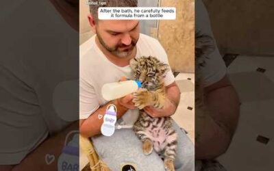 A man lovingly raising an abandoned tiger cub #shorts