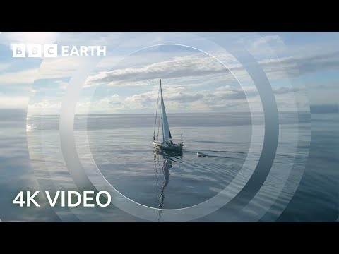 Exploring the Open Ocean | North Atlantic | 4K UHD | BBC Earth