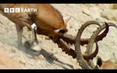 Nubian Ibex Fight for Females | Earth’s Great Seasons | BBC Earth