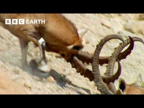 Nubian Ibex Fight for Females | Earth’s Great Seasons | BBC Earth