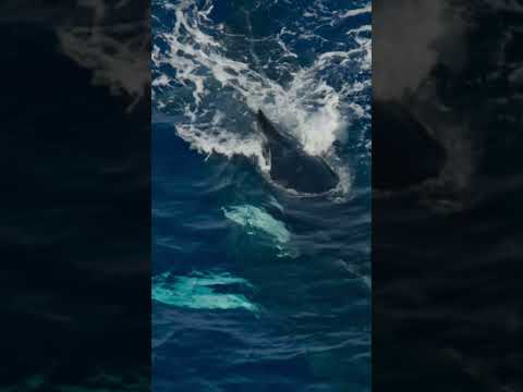 Burst [Orca vs. Humpback] | Ocean Xplorers